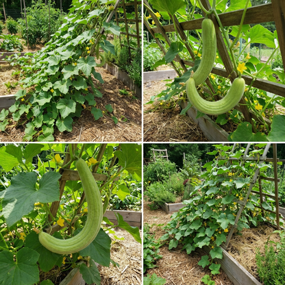 Armenian Pale Green Cucumber Seeds for Sweet and Refreshing Garden Cucumbers