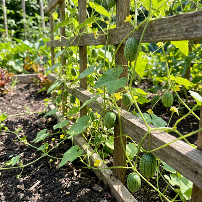 Melothria Scabra Mexican Sour Gherkin Seeds for Tiny and Tasty Cucumbers