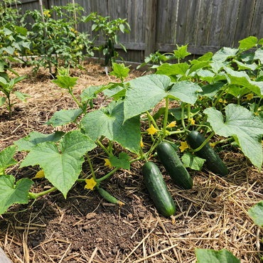 Spacemaster Cucumber Seeds for Compact and Productive Home Vegetable Gardens