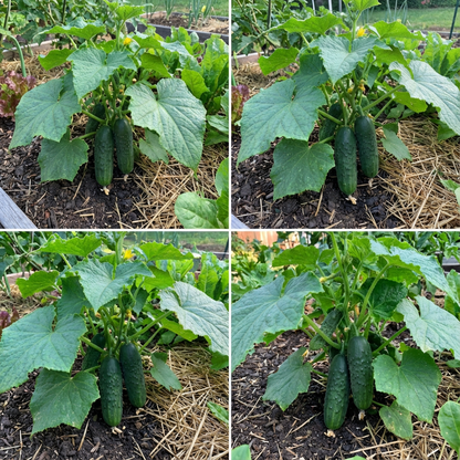 Spacemaster Cucumber Seeds for Compact and Productive Home Vegetable Gardens