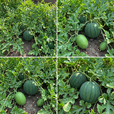 Sugar Baby Anguria Seeds for Sweet, Small Watermelons in Your Garden