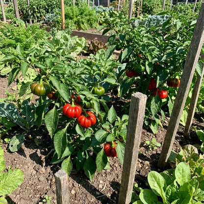 Topepo Rosso Pepper Seeds Imported Italian Heirloom Sweet Red Fruit for Garden Planting