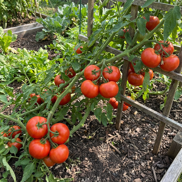 Tomate Kremenchugskiy Seeds for Heirloom Tomatoes with Rich Flavor