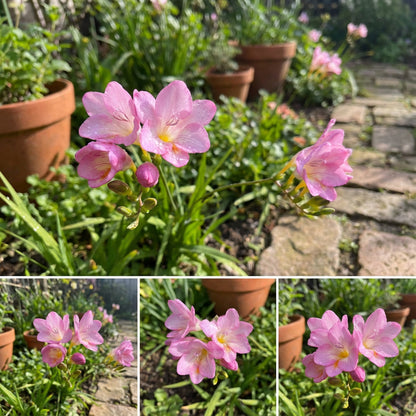 Plant Pink Freesia Flower Seeds for a Charming and Lush Garden