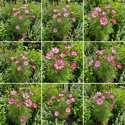 Peppermint Twist Cosmos Bi-Color Drought Tolerant Annual Flower Seeds for Long-Lasting Garden Blooms
