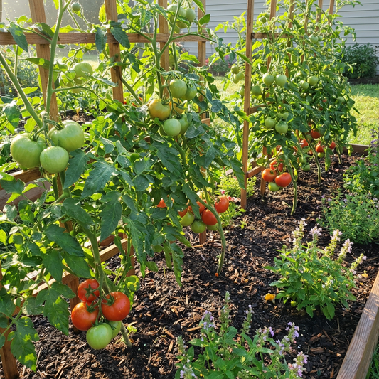 Tomato Seeds Dar ZaVolzhzhya for Rich-Flavored Tomatoes in Your Garden