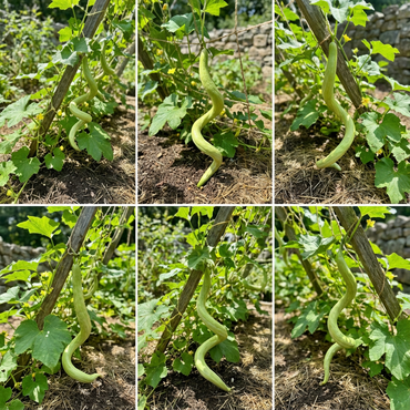 Serpentgourd Heirloom Snake Cucumber Vegetable Seeds for Unique Garden Varieties