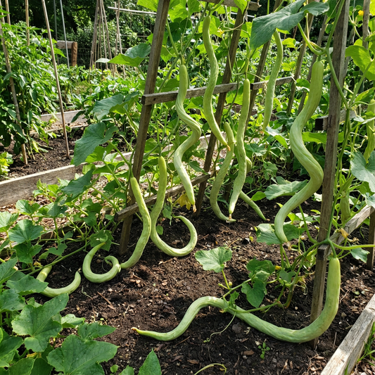 Serpentgourd Heirloom Snake Cucumber Vegetable Seeds for Unique Garden Varieties
