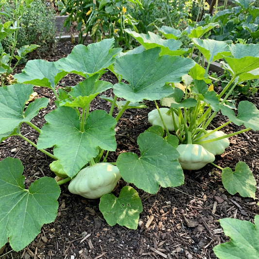 Bennings Green Tint Scallop Summer Squash Seeds for Heirloom Harvests