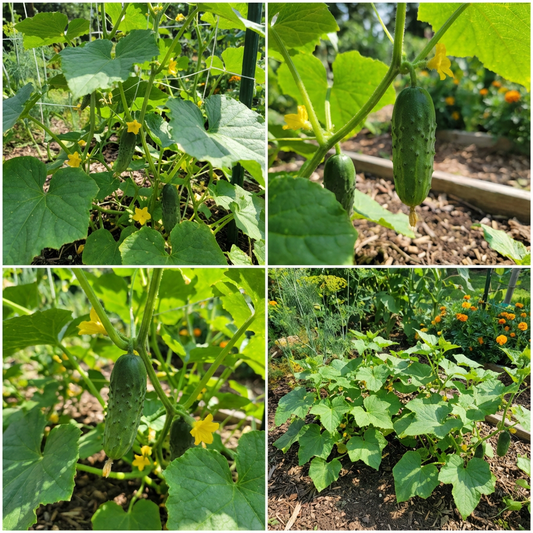 Boston Decapaggio Cucumber Seeds for Crisp Pickling Cucumbers