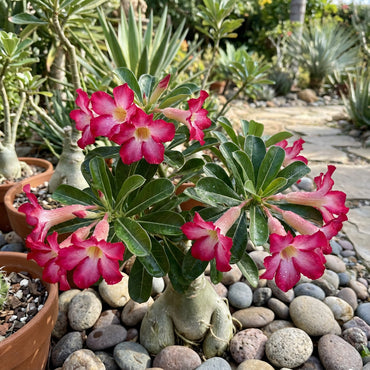 Enhance Your Garden with Adenium Flower Seeds for Vibrant Planting