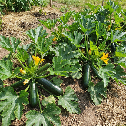 Dark Green Zucchini Summer Squash Seeds for Reliable Garden Yields