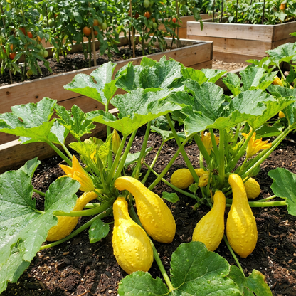 Early Summer Crookneck Summer Squash Seeds for Creamy, Yellow Harvests