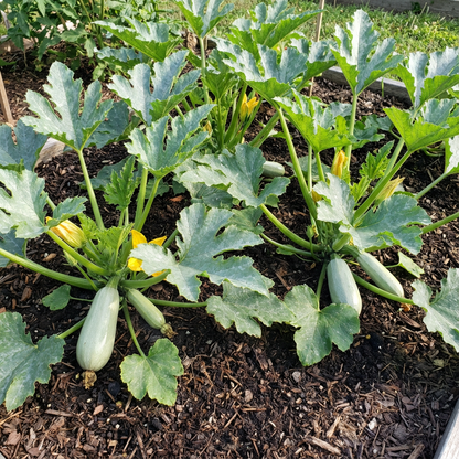 Gray Zucchini Summer Squash Seeds for Unique Heirloom Varieties