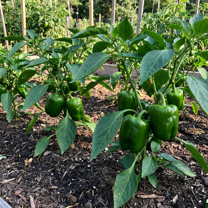 Green Pepper Seeds – Sweet Organic Vegetable for Home Garden