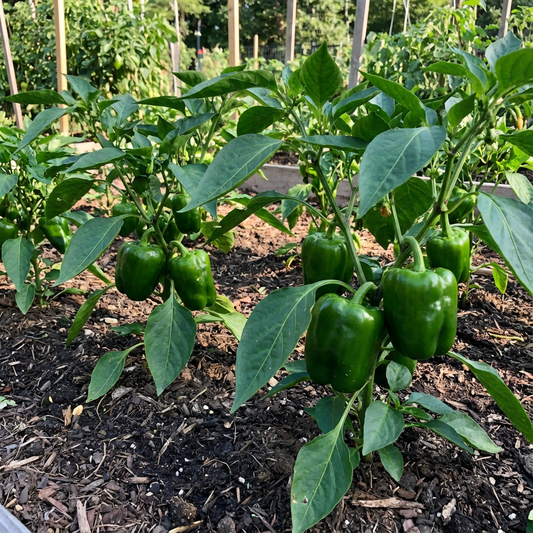 Green Pepper Seeds – Sweet Organic Vegetable for Home Garden