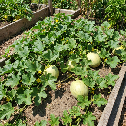 Fortuna Melon Seeds – Sweet and Juicy Melons for Summer Harvests