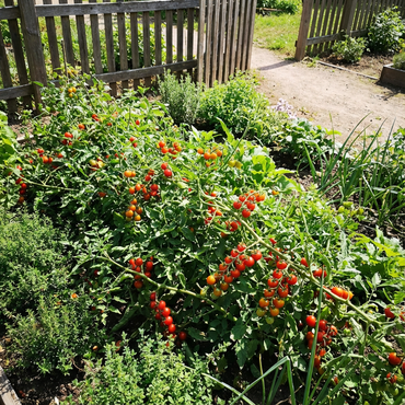 Vishenka Cherry Tomato Seeds – Heirloom Cherry Tomatoes for Home Gardens