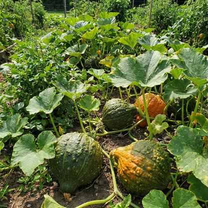 Chicago Warted Hubbard Winter Squash Seeds for Hearty Winter Meals
