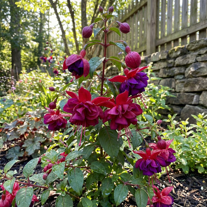 Double Petals Fuchsia Flowers Seeds for Planting - Vibrant Red Blooms for Dynamic Displays