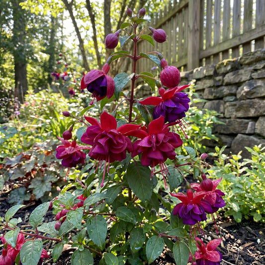 Double Petals Fuchsia Flowers Seeds for Planting - Vibrant Red Blooms for Dynamic Displays