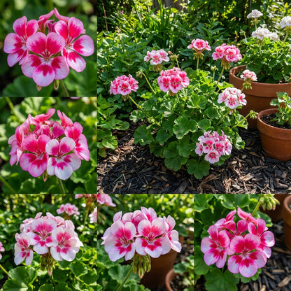 Elegant Garden Planting: Dynamic Pink & White Geranium Seeds