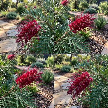 Burgundy Grevillea Robusta Seeds for Planting