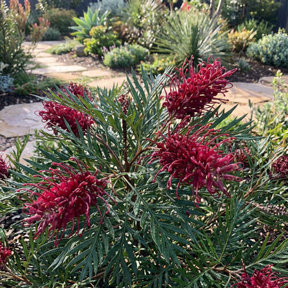 Burgundy Grevillea Robusta Seeds for Planting