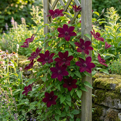 Burgundy Clematis Seeds for Planting