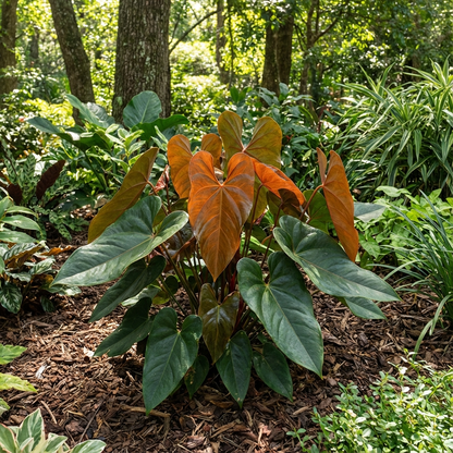 Anthurium Seeds - Dark Orange Variety for Planting & Thriving Gardens