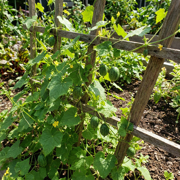 Green Cucamelon Vegetable Seeds for Planting