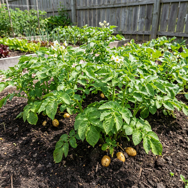 Yellow Potato Vegetable Seeds Planting