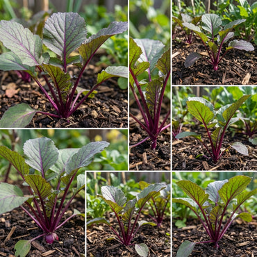 Purple Radish Seeds for Easy Planting