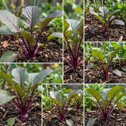 Purple Radish Seeds for Easy Planting