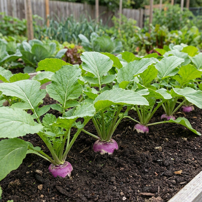 Green Turnip Seeds for Planting