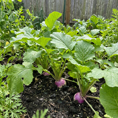 Green Turnip Seeds for Planting