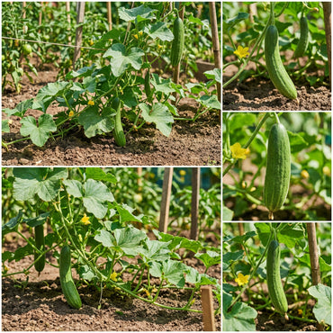 Green Long Melon Vegetable Seeds for Easy Planting