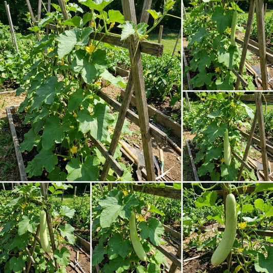 Green Long Melon Vegetable Seeds for Easy Planting