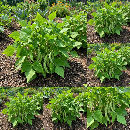 Green Appaloosa Bean Seeds for Planting - Vegetable Seeds