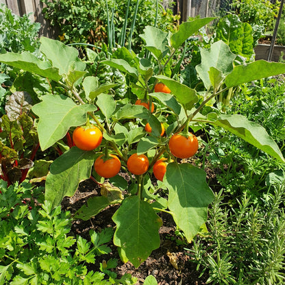 Orange Turkish Vegetable Seeds for Planting
