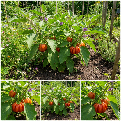 Orange Turkish Vegetable Seeds for Planting