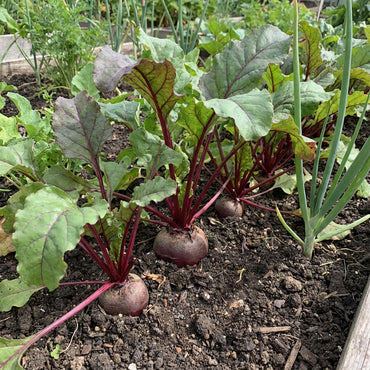 Red Beetroot Seeds for Planting - Grow Delicious Vegetables