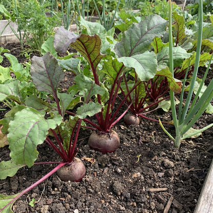 Red Beetroot Seeds for Planting - Grow Delicious Vegetables