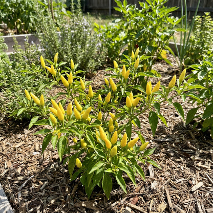 Yellow Labuyo Vegetable Seed Planting