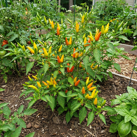 Yellow Labuyo Vegetable Seed Planting