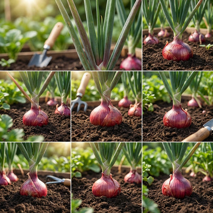 Red Cepa Vegetable Seeds for Easy Planting