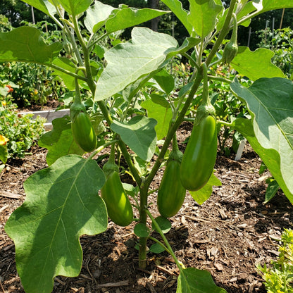 Green Eggplant Vegetable Seeds for Garden Planting