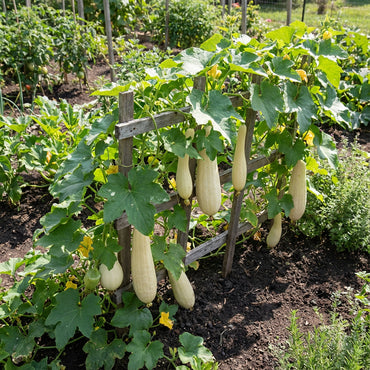 Cream Luffa Seeds for Planting Grow Delicious Luffa Vegetables