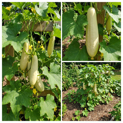 Cream Luffa Seeds for Planting Grow Delicious Luffa Vegetables