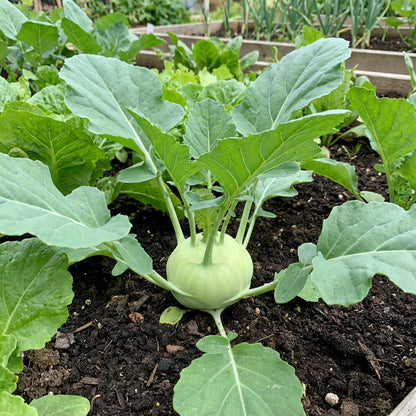 Green Kohlrabi Seeds for Planting